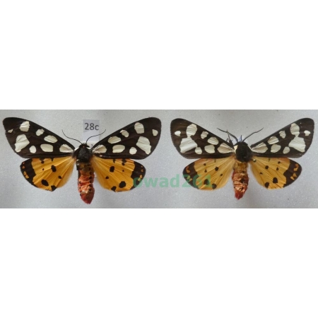 Arctia villica (Linnaeus, 1758) pair Czech28c